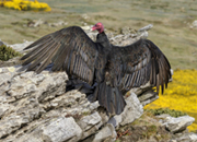 turkey vulture